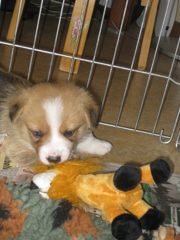 Puppies